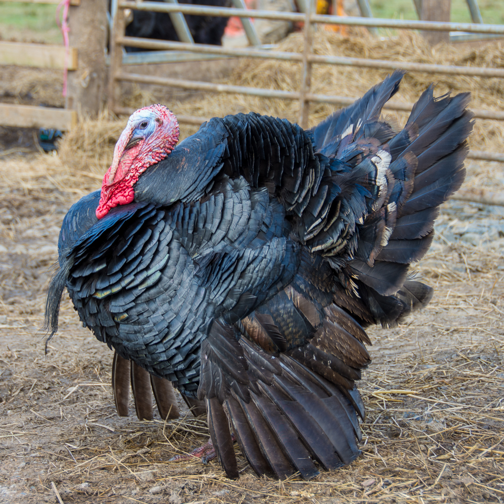 Turkeys Christmas Farm
